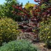 Artists Meadow Garden_0165 thumbnail