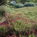 Artists Meadow Garden_0176 thumbnail