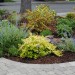 Front Yard No-Lawn Garden_0181 thumbnail