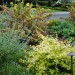 Front Yard No-Lawn Garden_0183 thumbnail