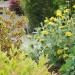Front Yard No-Lawn Garden_0184 thumbnail