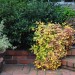 Rebeccas Garden_0228 thumbnail