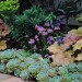 Rebeccas Garden_0232 thumbnail