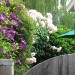 Rebeccas Garden_0240 thumbnail