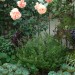 Rebeccas Garden_0242 thumbnail