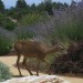 Zarcone Deer Photo thumbnail