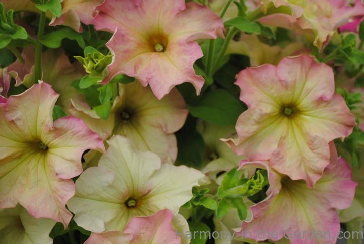 'Antique Rose'