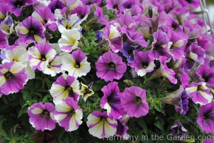Blue a Fuse Petunia