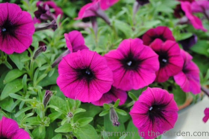 Shock Wave Purple Deep Petunia