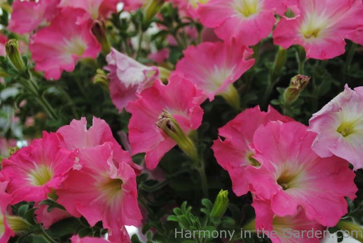 Suncatcher Hot Pink Petunia