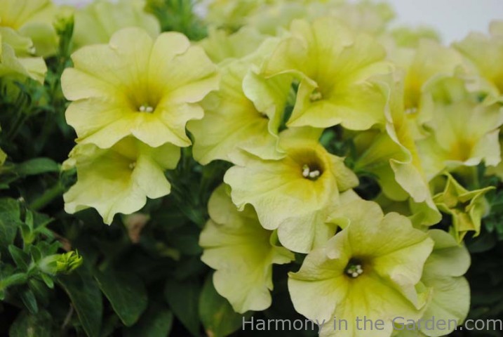 Suncatcher Pink Lemonade Petunia