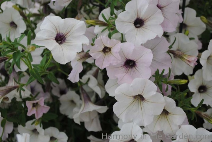 Tidal Wave Petunia