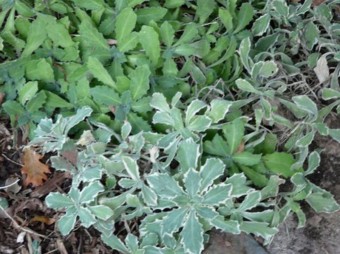 varigated arabis