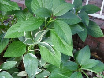 varigated hydrangea