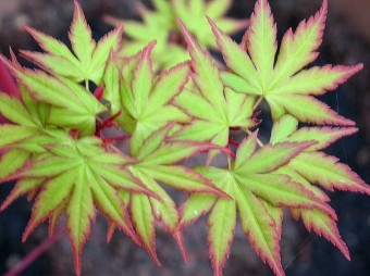 Acer palmatum 'Sango Kaku' (Coral Bark Maple)