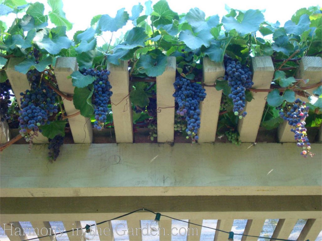 Посадить виноград в горшке. Виноград на балконе. Виноградник на балконе. Виноград на балконе в горшке. Вырастить виноград на балконе.