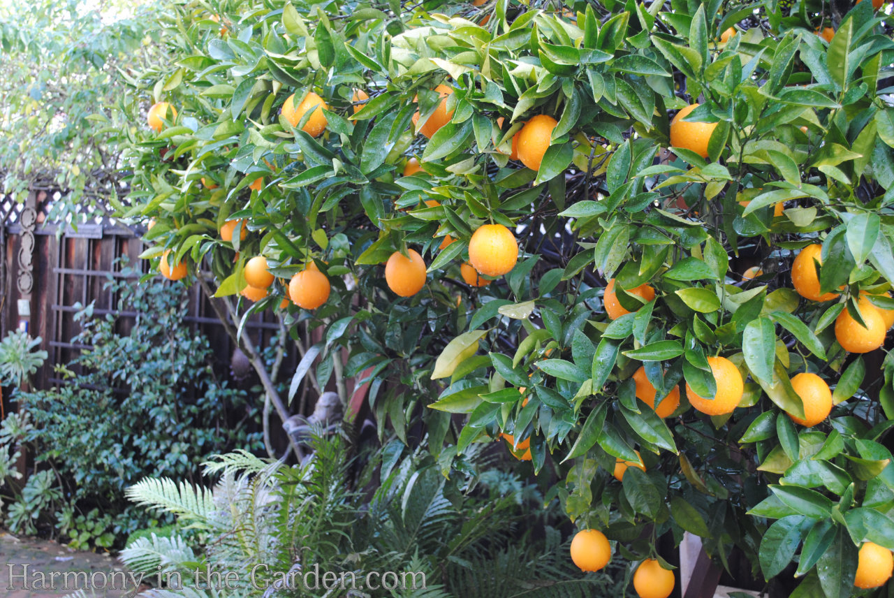 washington naval orange tree