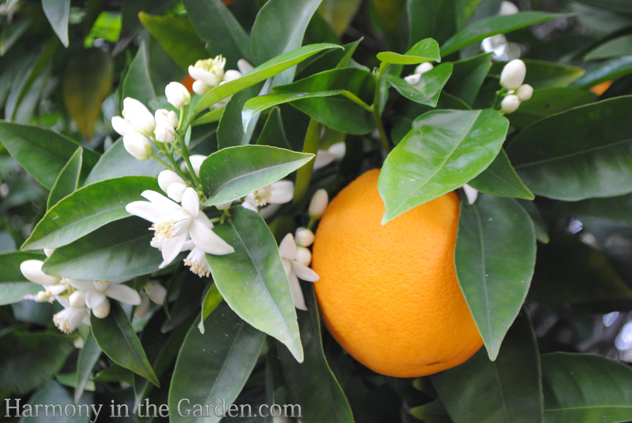 washington naval orange tree