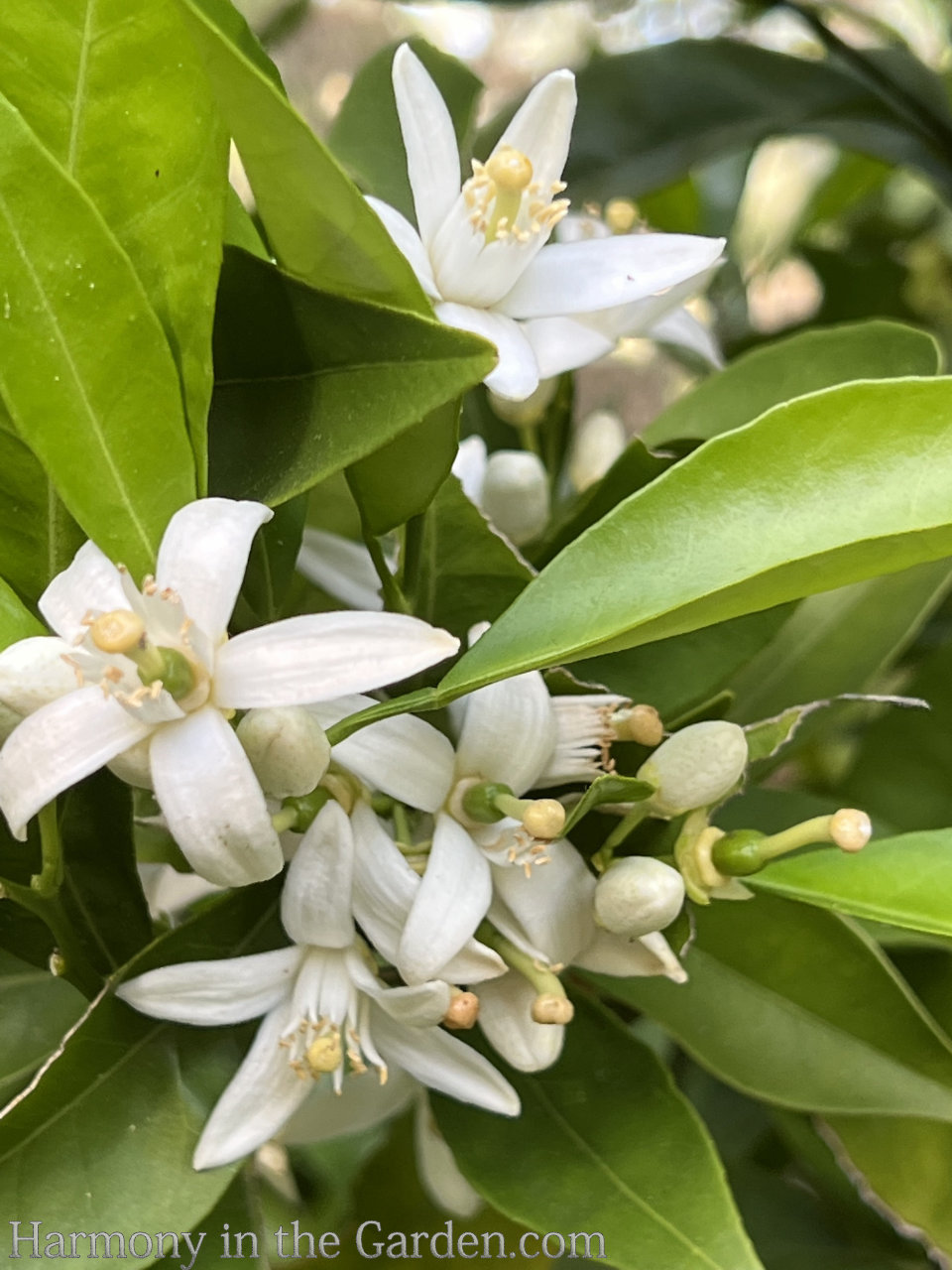 washington naval orange tree