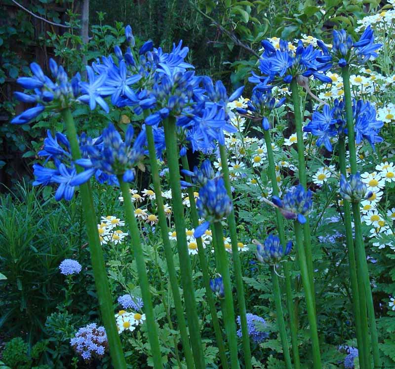 Blue Moon Agapanthus