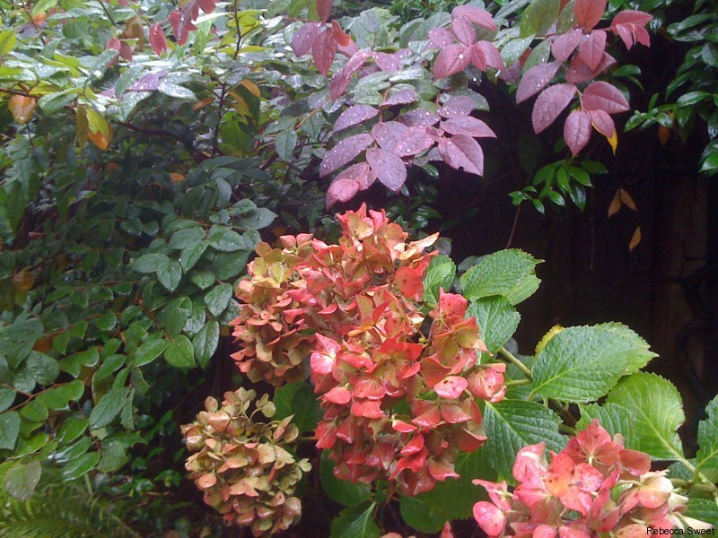 Prune My Hydrangeas In December No Way Harmony In The Garden