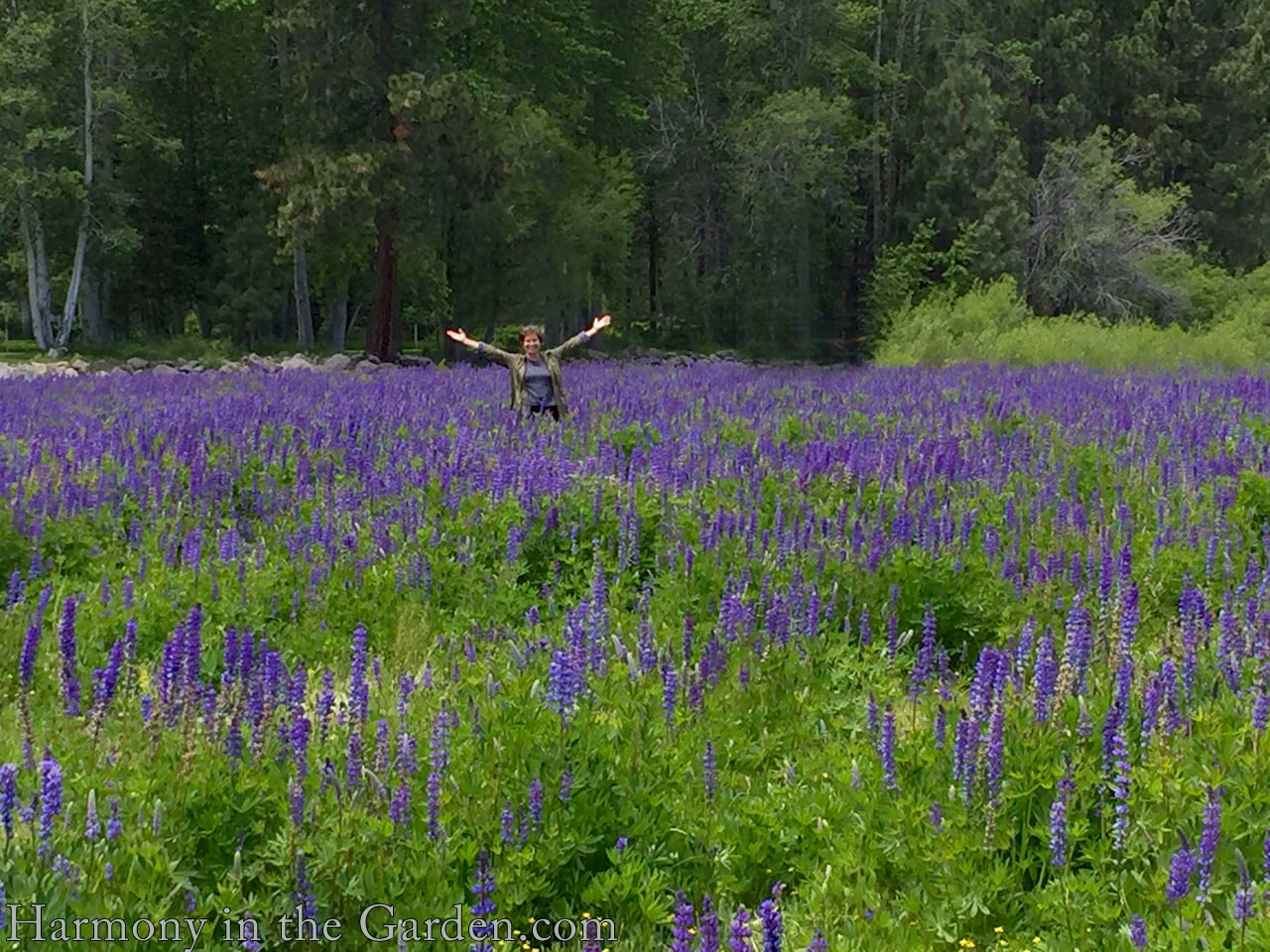 lupine meadow