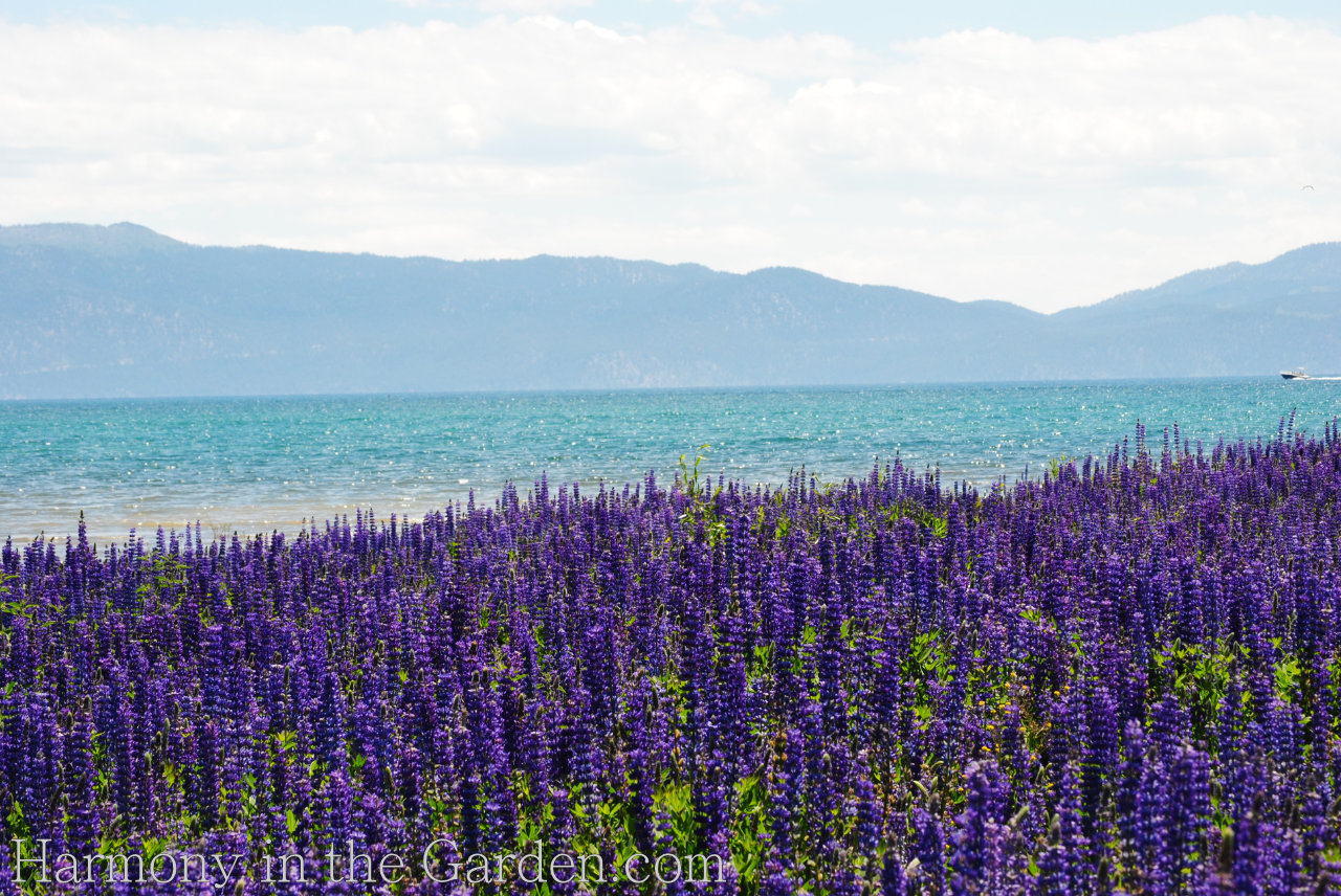 lupines