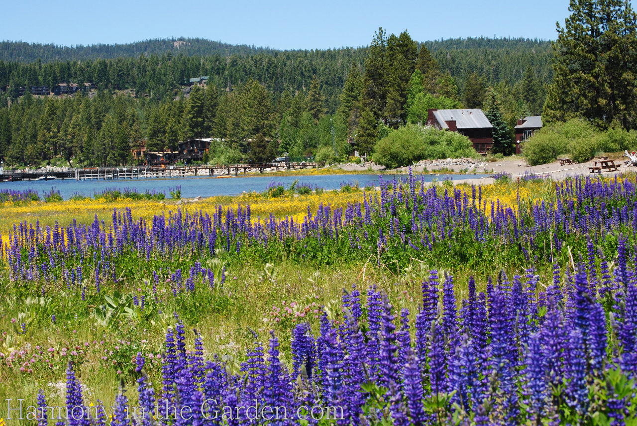 Lupine Meadow at Lake Tahoe Harmony in the Garden