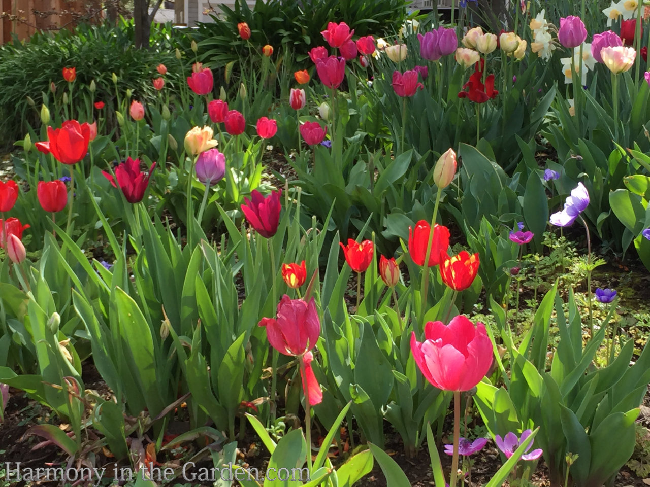 A Flower's Power - Harmony in the Garden