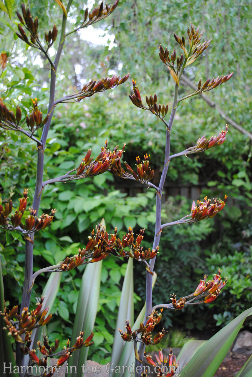 phormium flowers