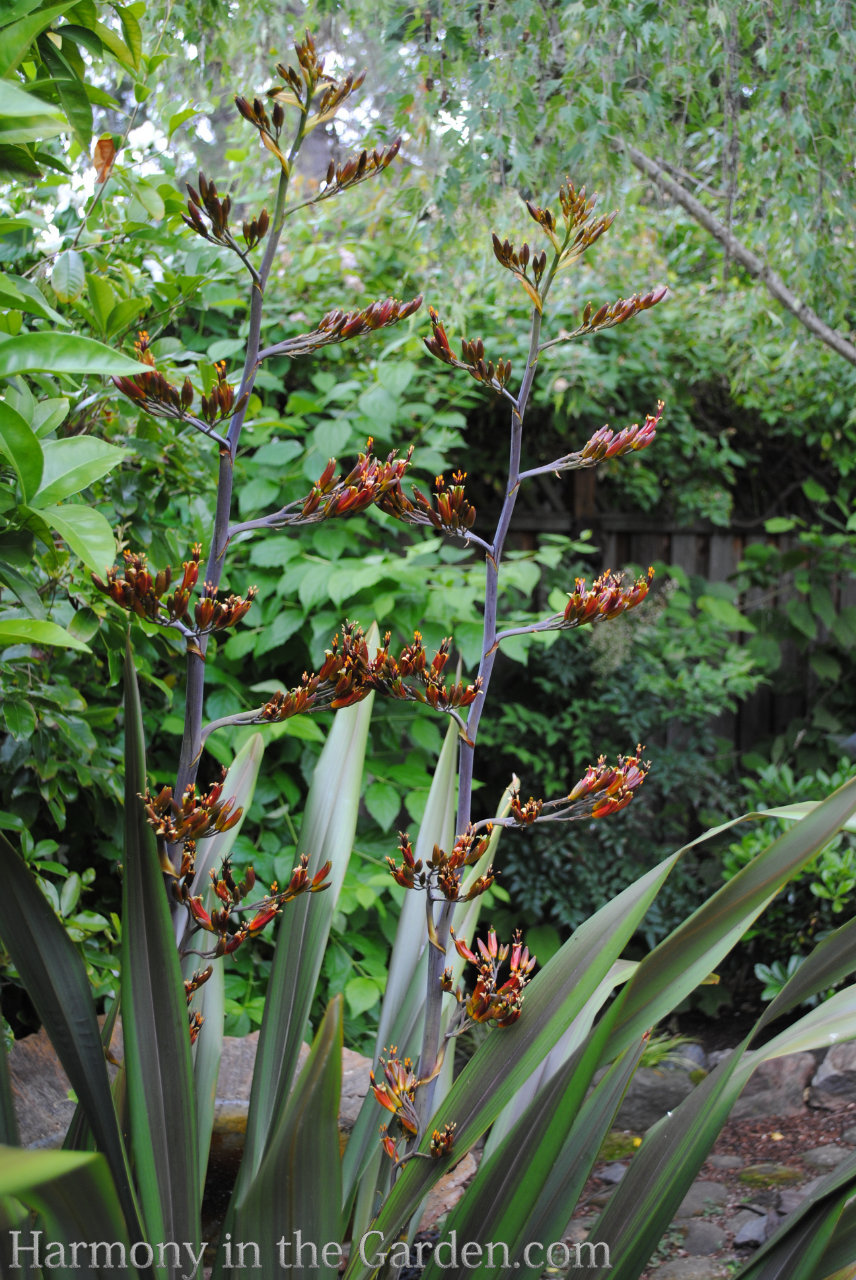 phormium flowers