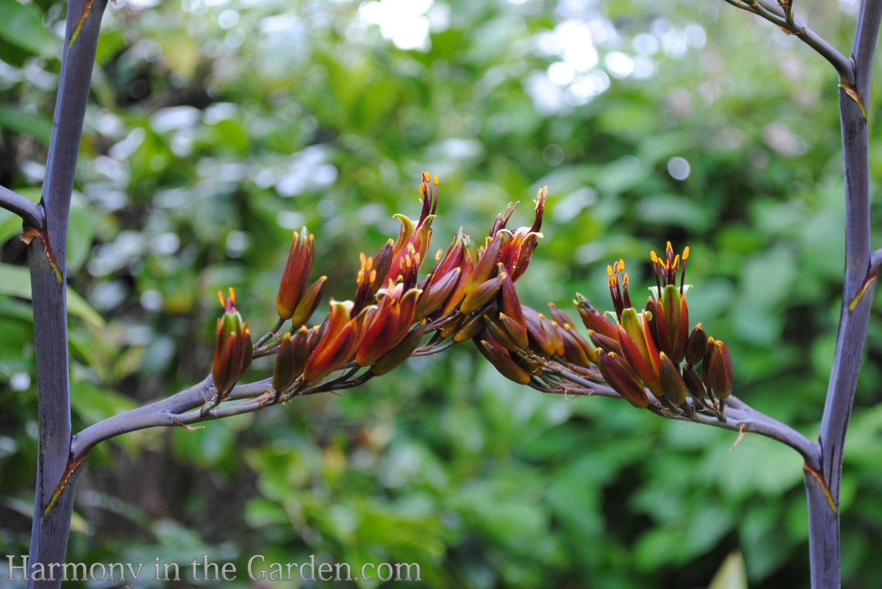 phormium flowers