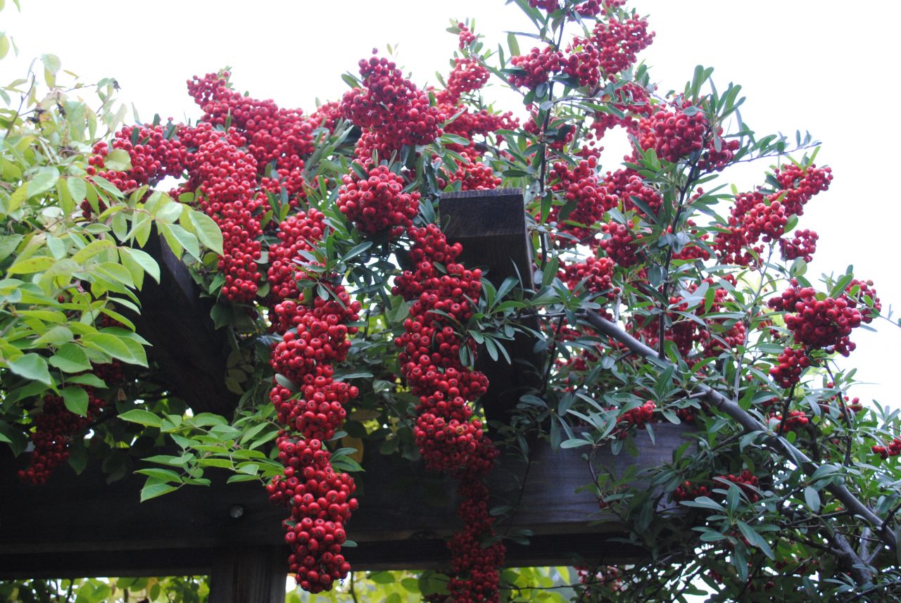 vertical gardening in side yards