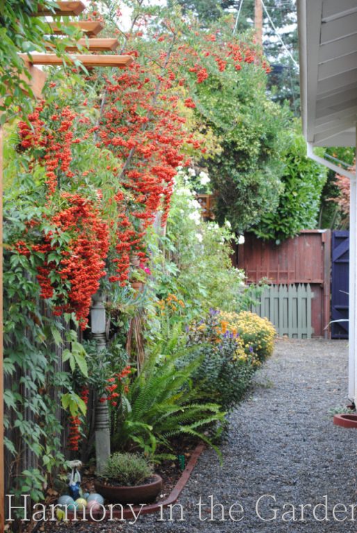 vertical gardening in side yards