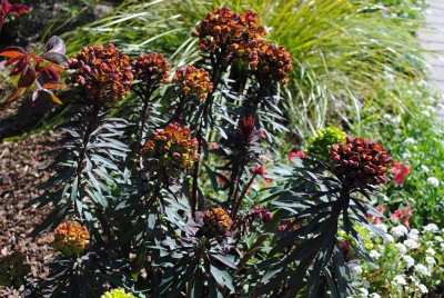 red ebony strange horticulture