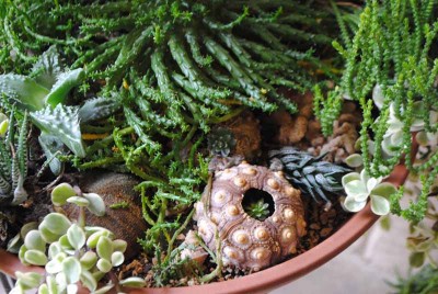 Showcase Succulents in Large Pots - Debra Lee Baldwin