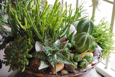 Showcase Succulents in Large Pots - Debra Lee Baldwin