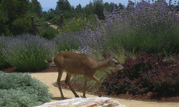 Defying Deer & Drought - Harmony in the Garden