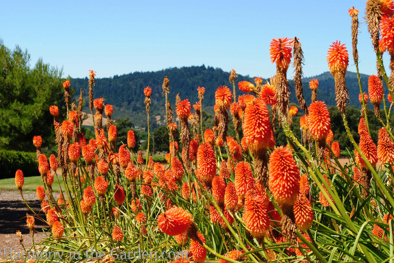 kniphofia red hot poker