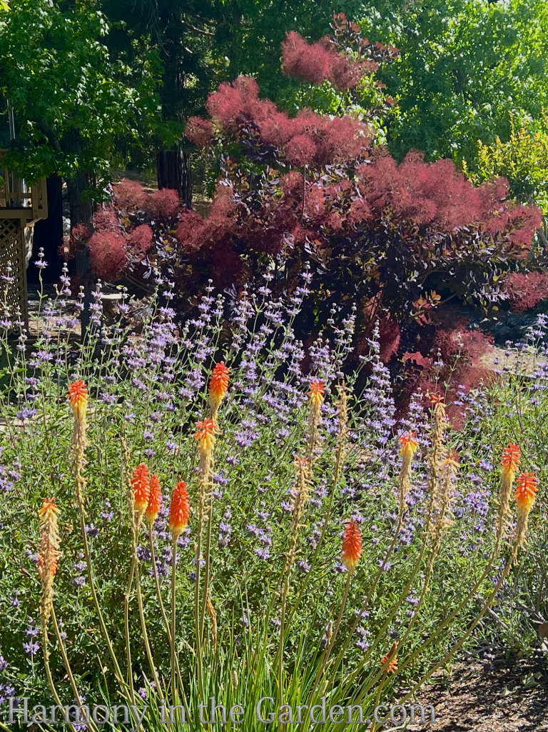 kniphofia