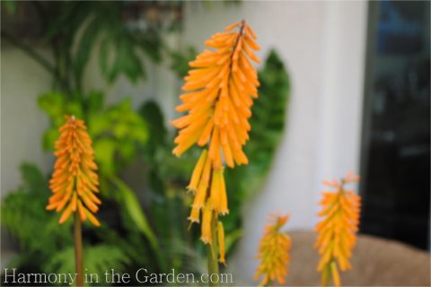 kniphofia red hot poker