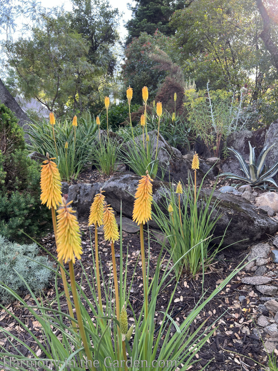 Kniphofia 'Gladness'