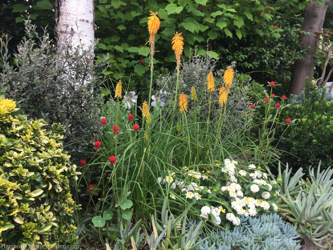 kniphofia red hot poker