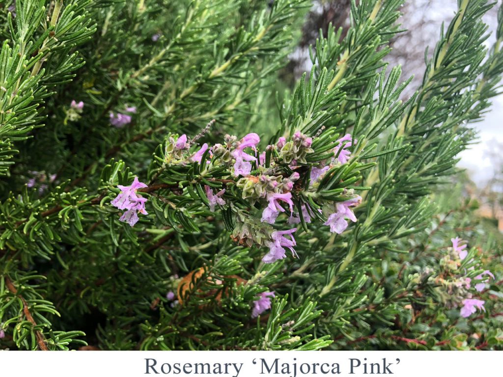 rosemary