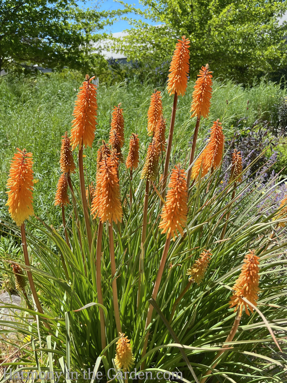 kniphofias in the garden