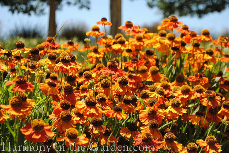 sneezeweed mardi gras