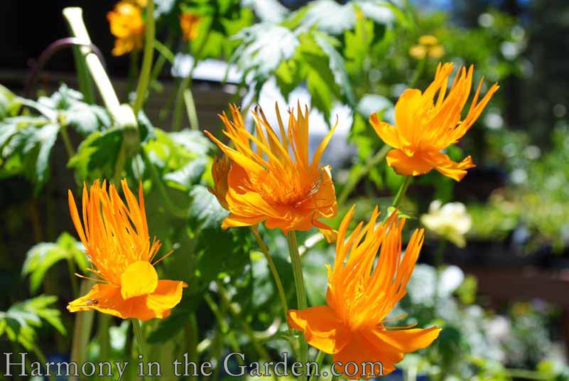 Top 15 Favorite Orange Plants