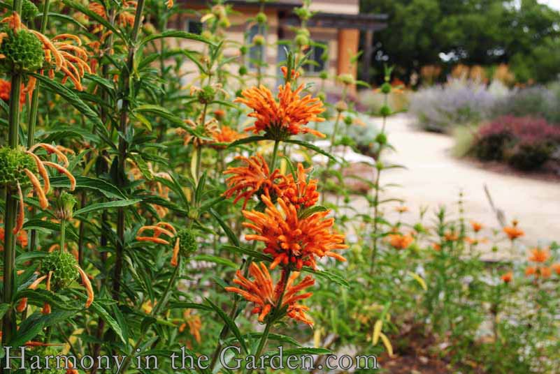 Top 15 Favorite Orange Plants