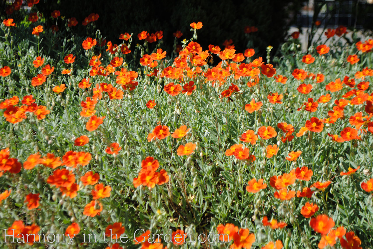 Helianthemum ‘Henfield Brilliant’