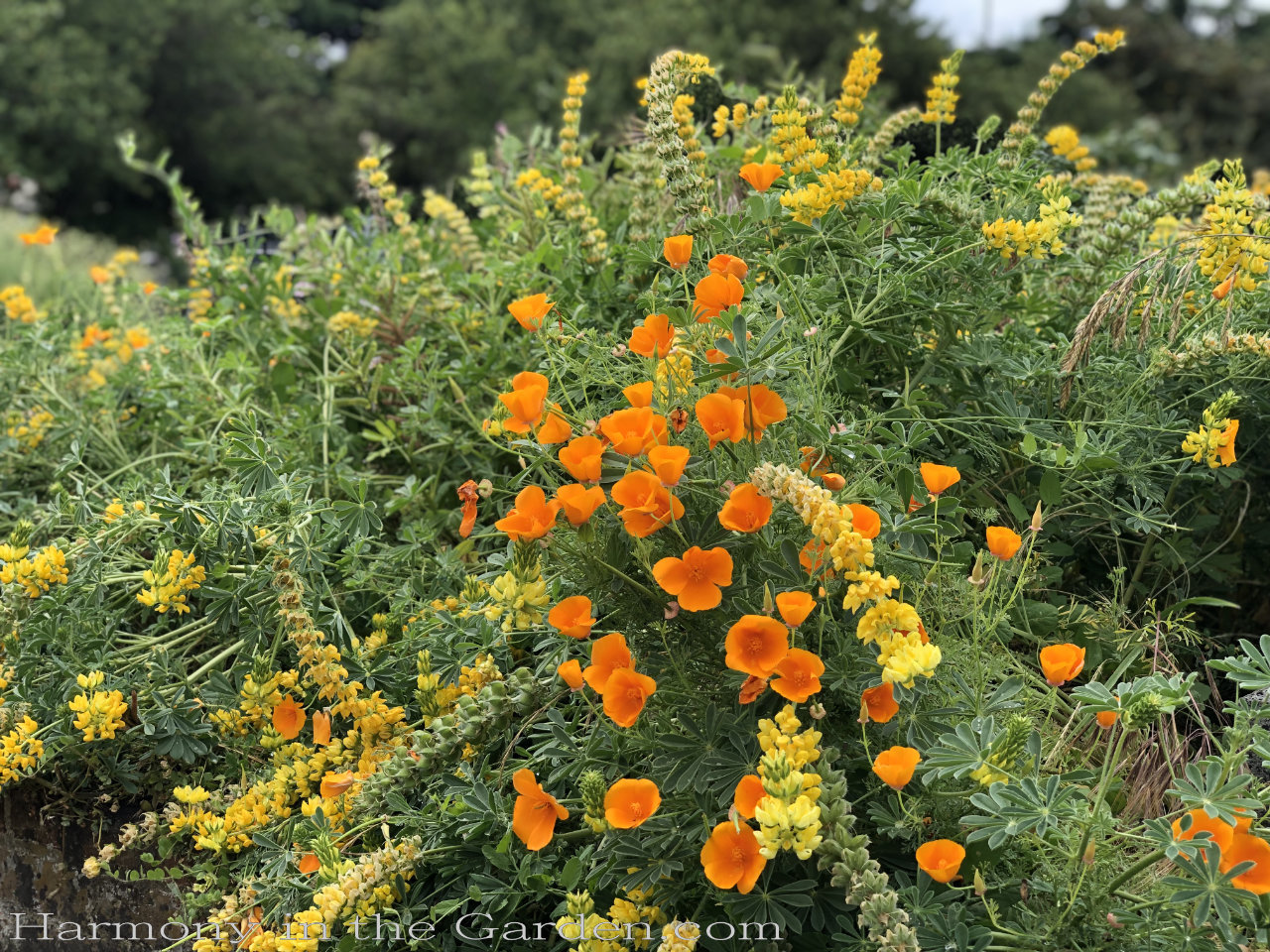 Eschscholzia californica